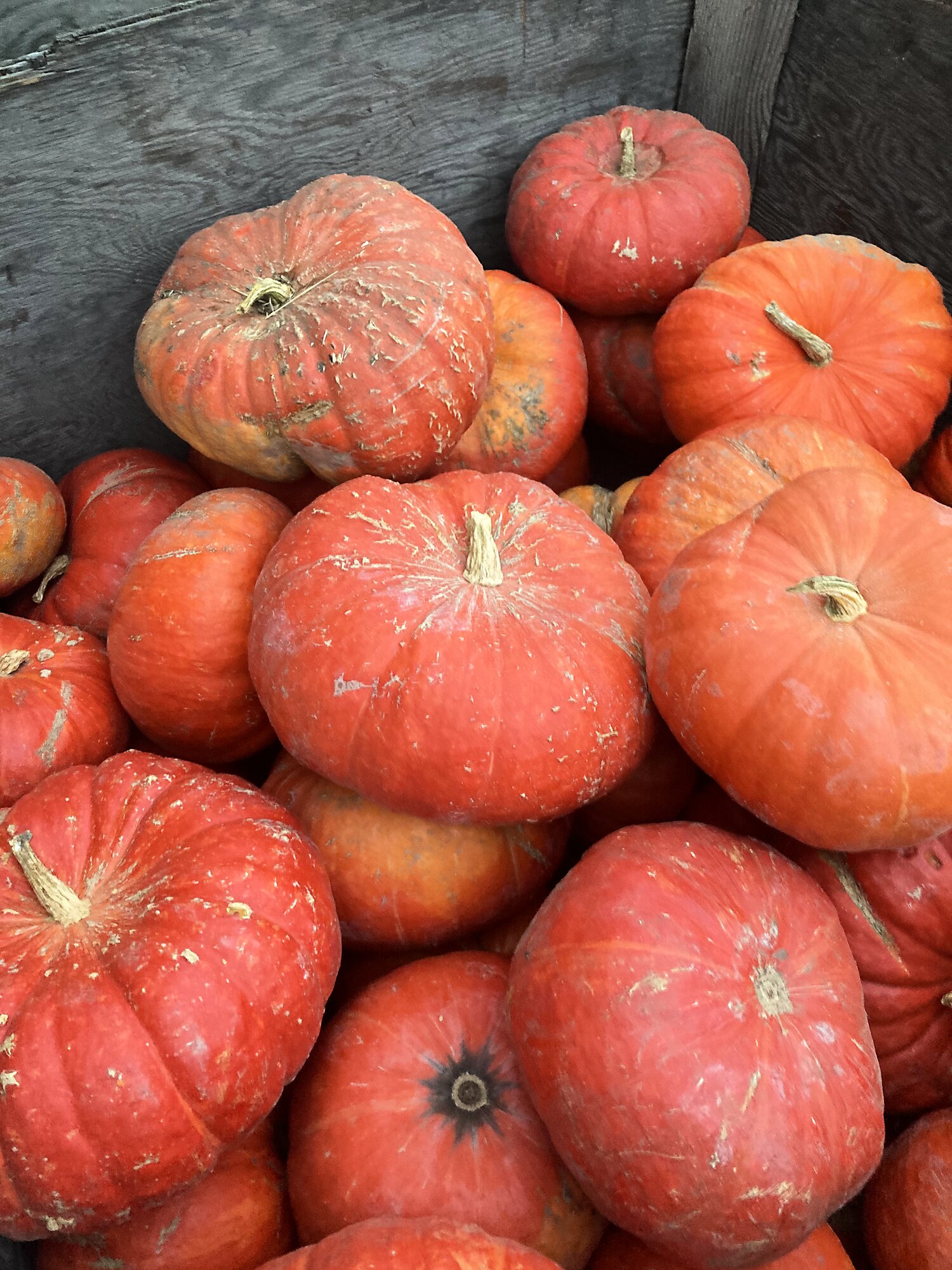 Heirloom Cinderella pumpkins stacked in a wooden crate