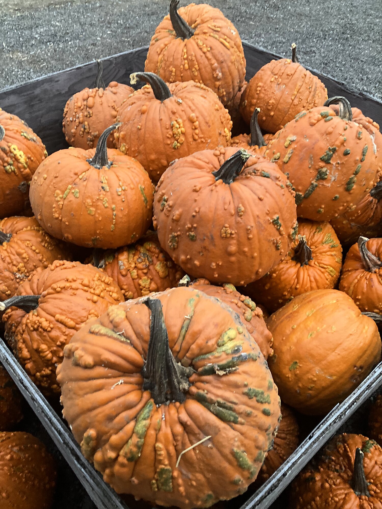 Warty heirloom pumpkins with bumpy textured skin