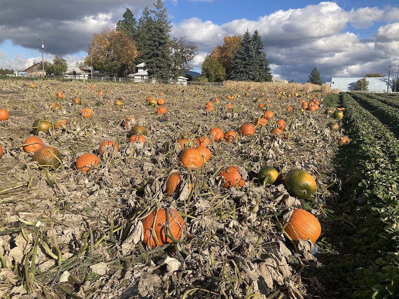 Rows of orange pumpkins growing in the patch at Lunceford Family Farms