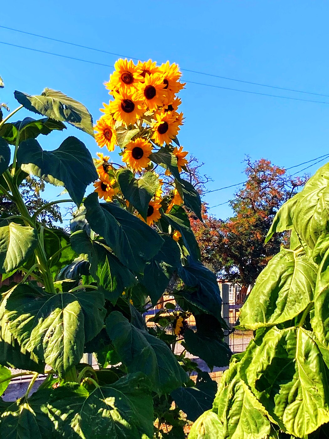 Sunflowers reaching for the sky